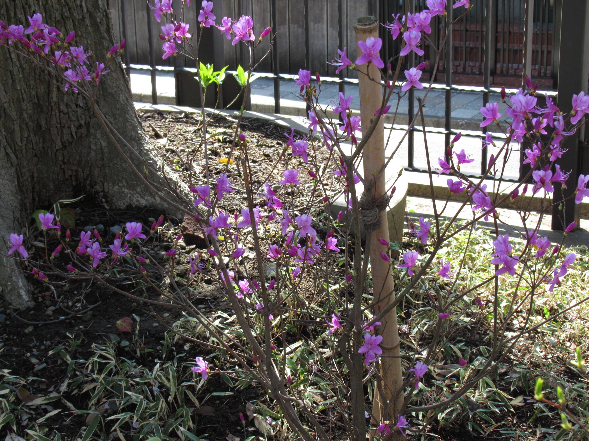 庭園の花 (4).JPG