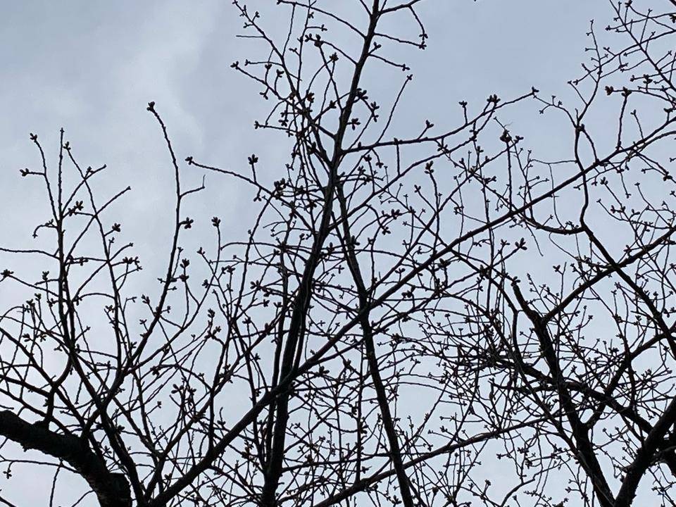 0312【ベーリック】 オオシマザクラ (2).jpeg