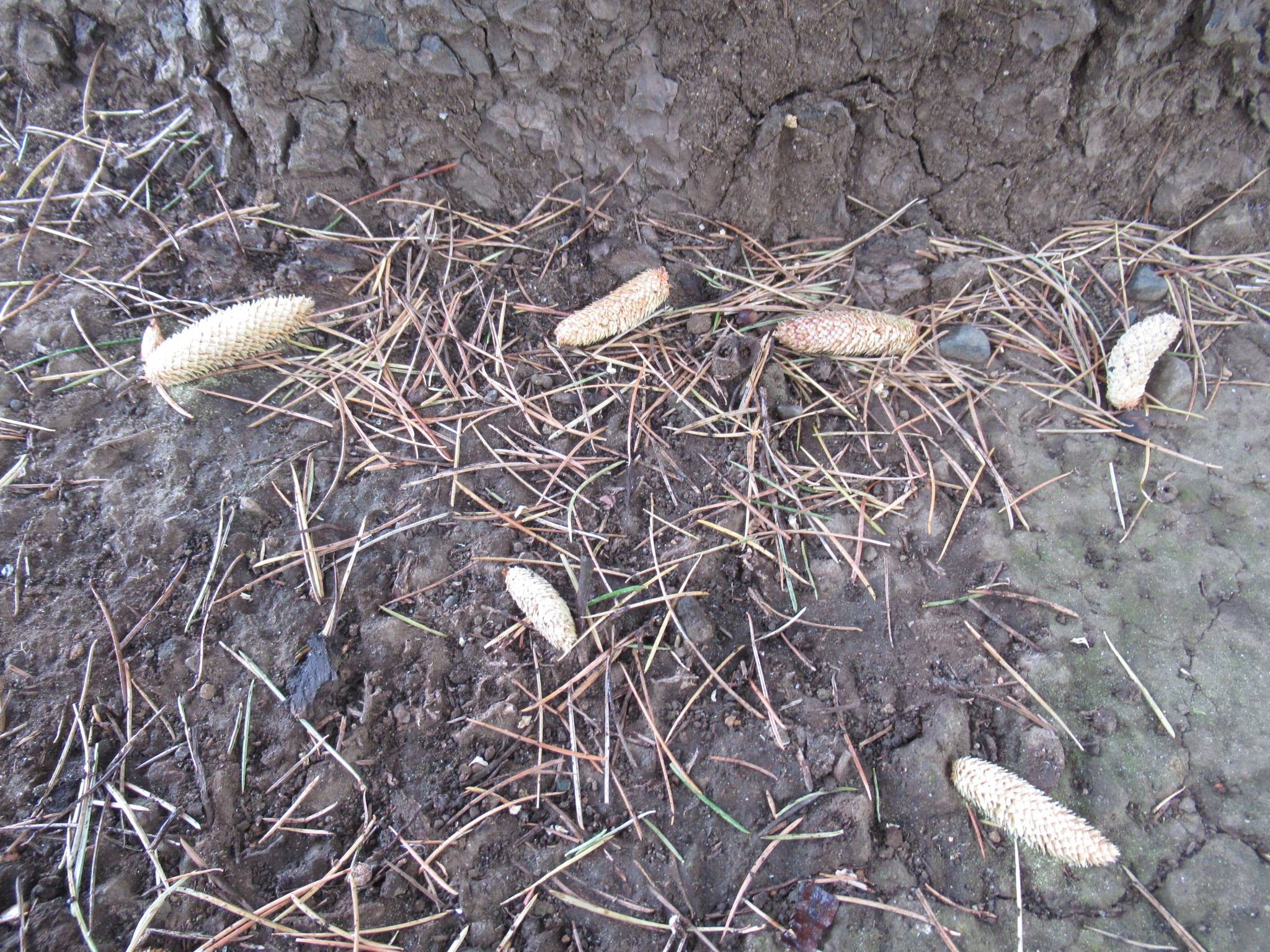 1204ヒマラヤスギ (雄花).JPG