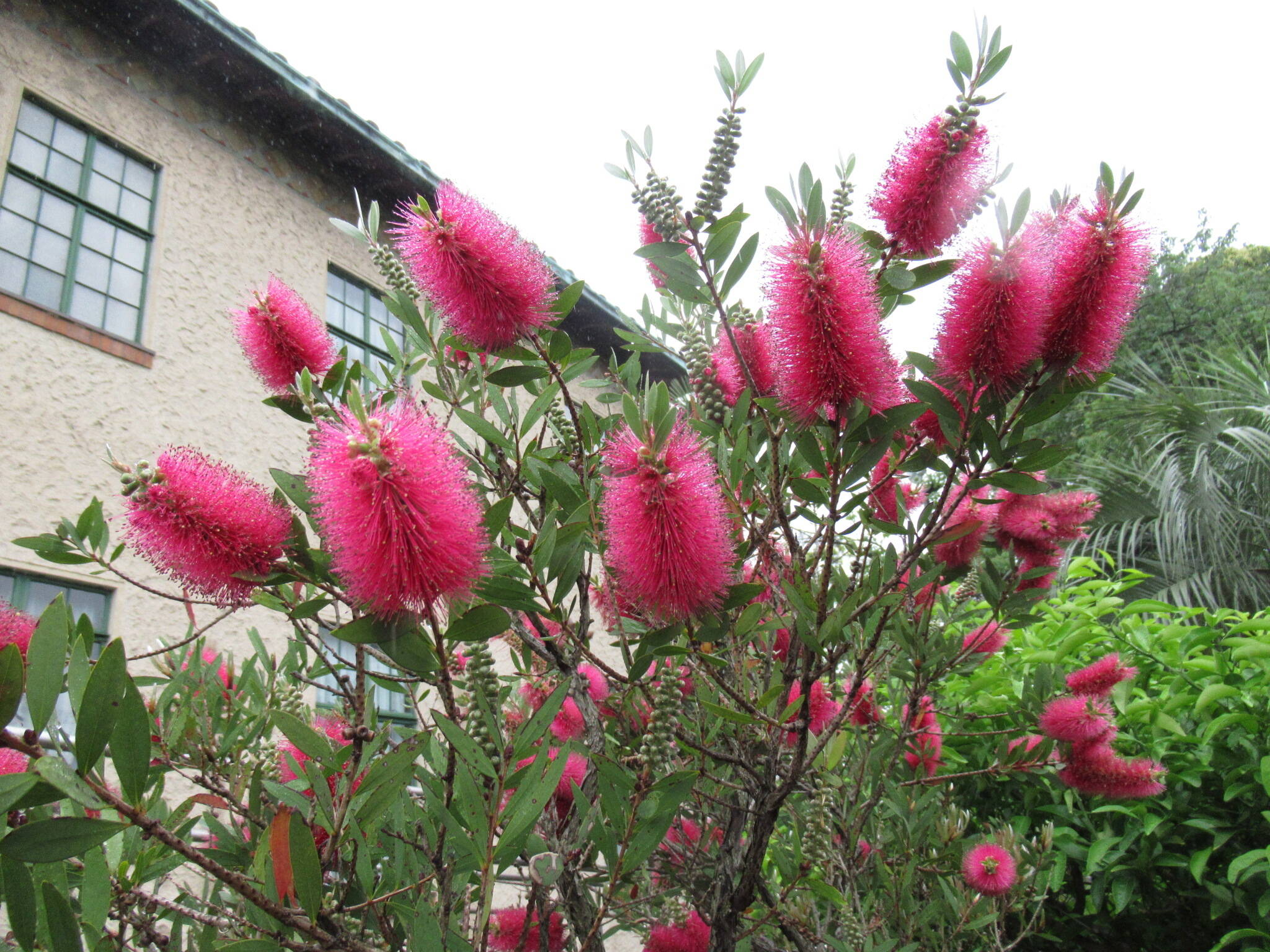 0518 ブラシノキ.JPG