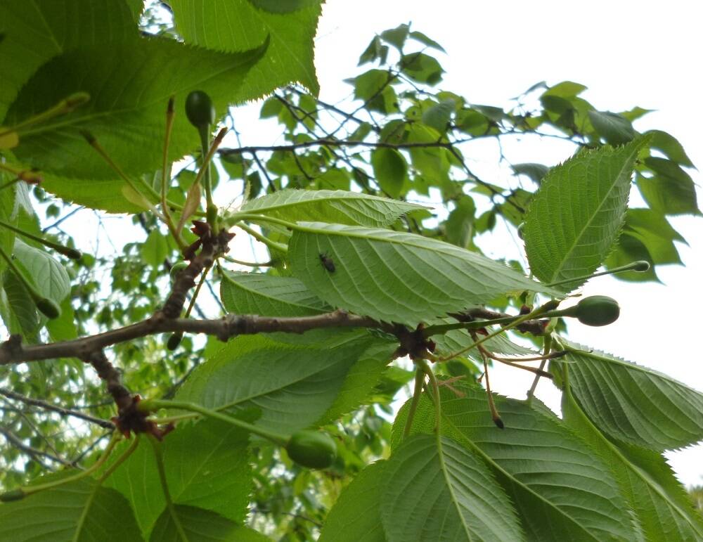 0421ブラフのオオシマザクラ (1).jpg