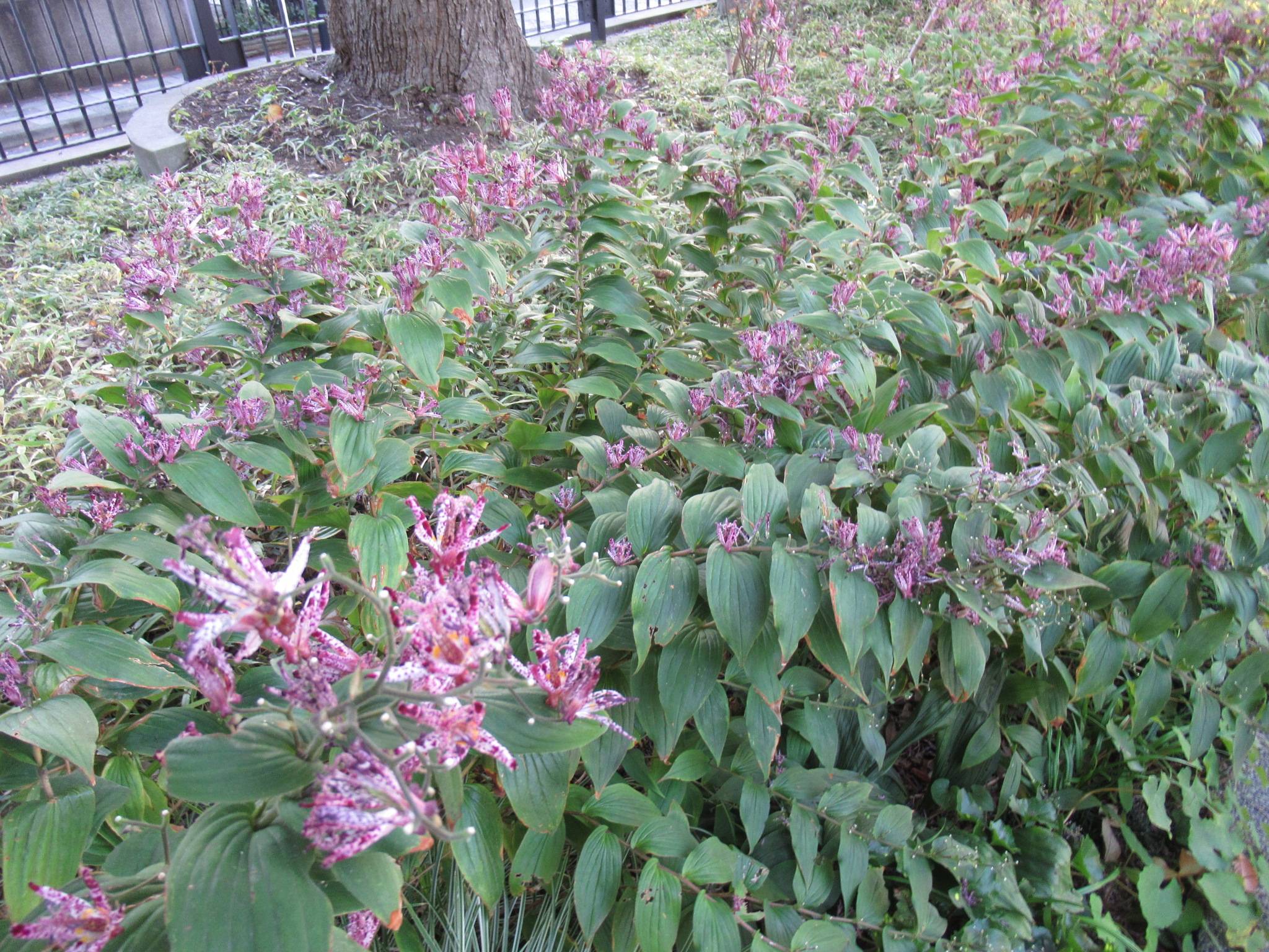 1114 ホトトギス.JPG