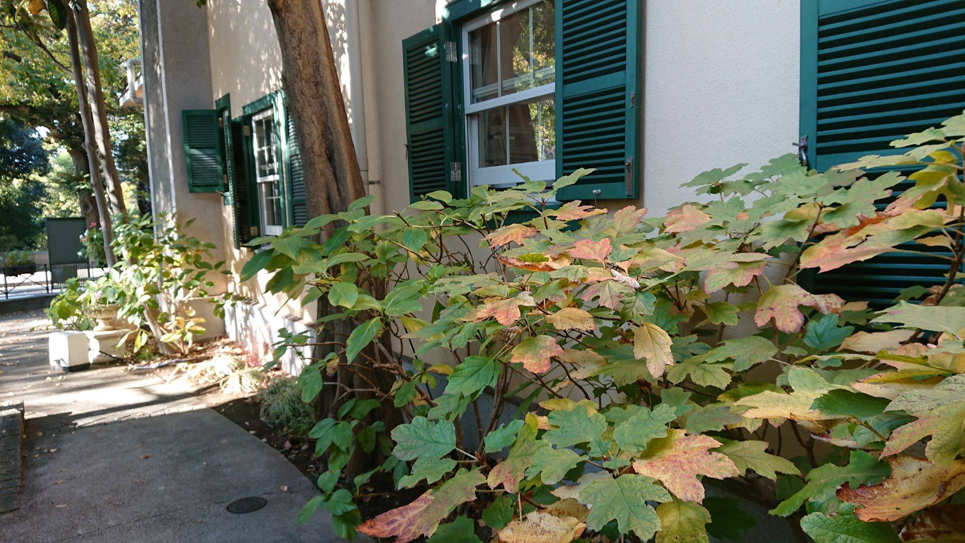 234_1117 窓辺のアジサイ.JPG