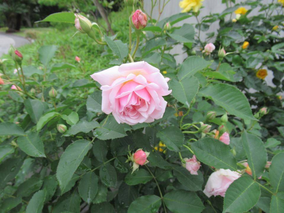 0509 フェリシア.JPG