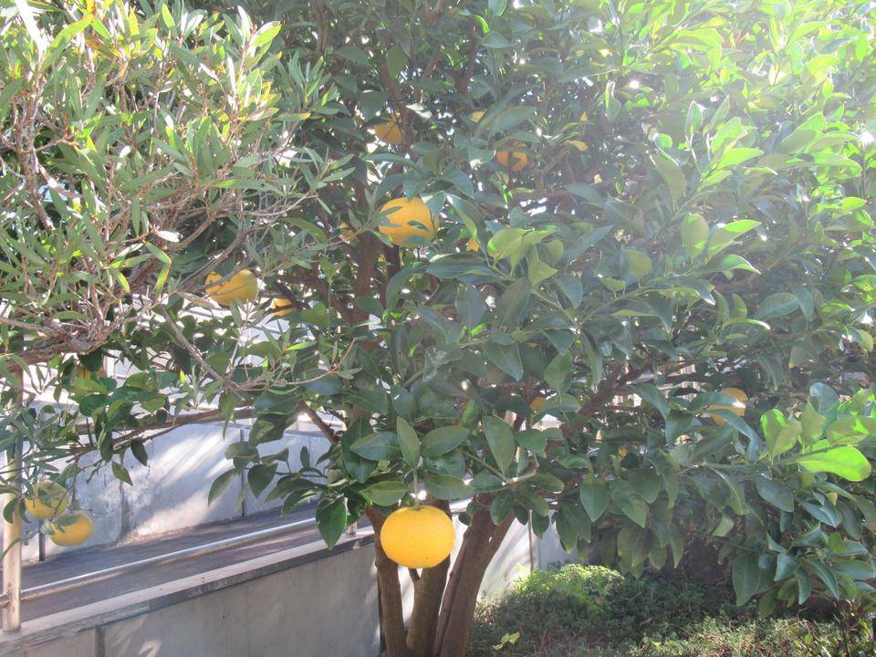 1127 ナツミカン.JPG
