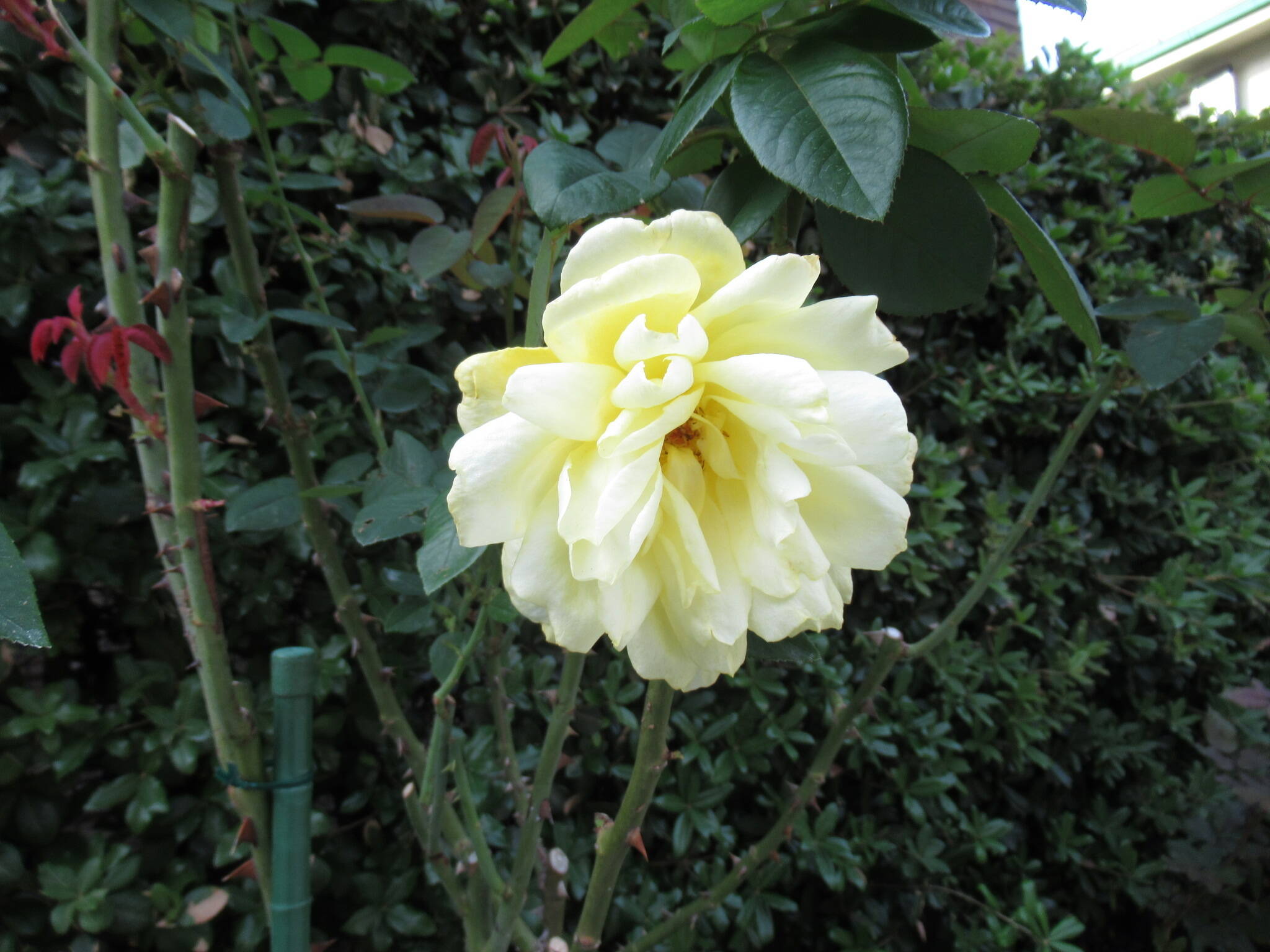 庭園のバラ (2).JPG