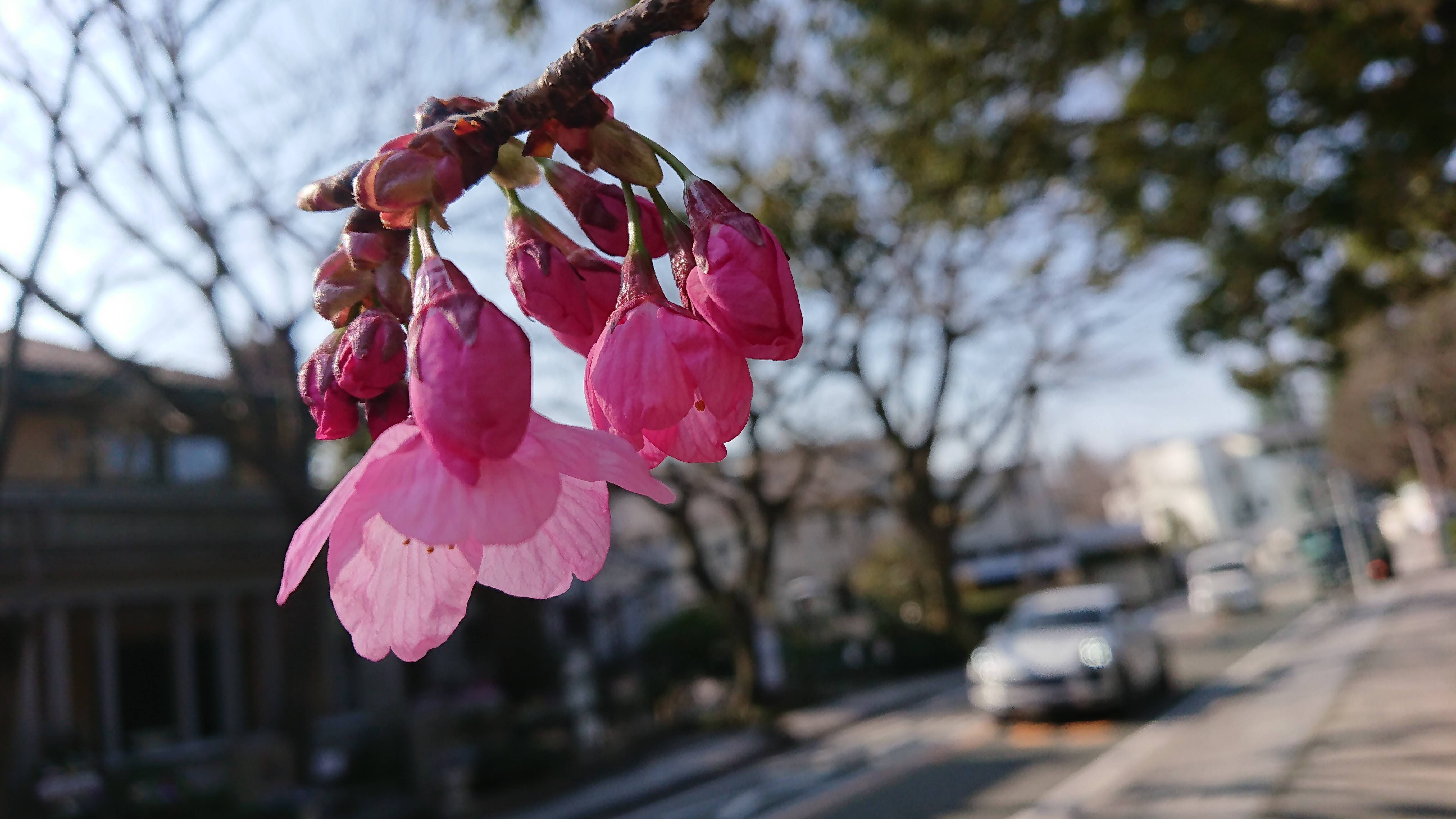 0319山手234番館前の桜 (1).JPG