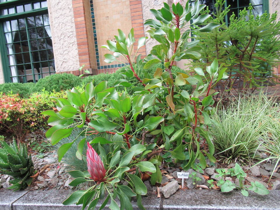 0510 キングプロテア.JPG