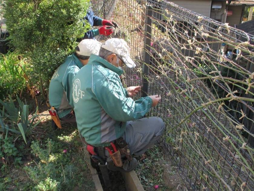 234②1月手入れの様子 - S.JPG