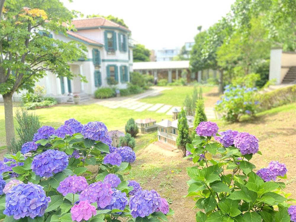 小さな西洋館の丘あじさい.jpg