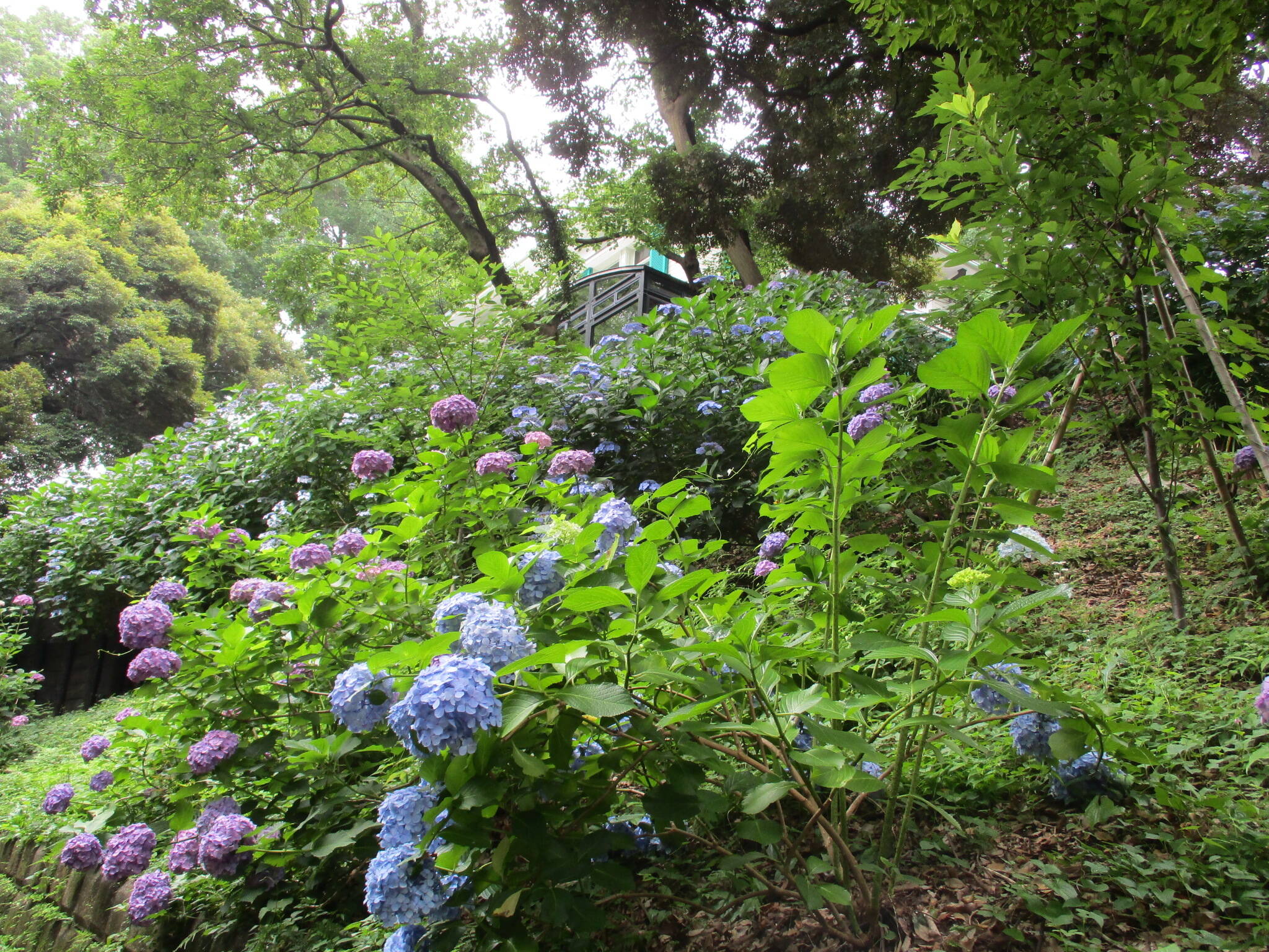 0627エリスマン邸とアジサイ (1).JPG