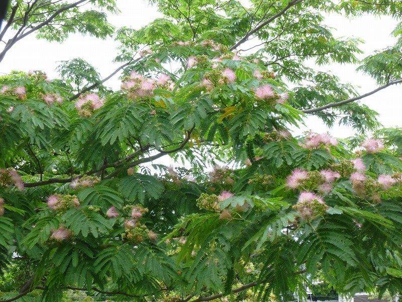 0614② ねむの木.jpg