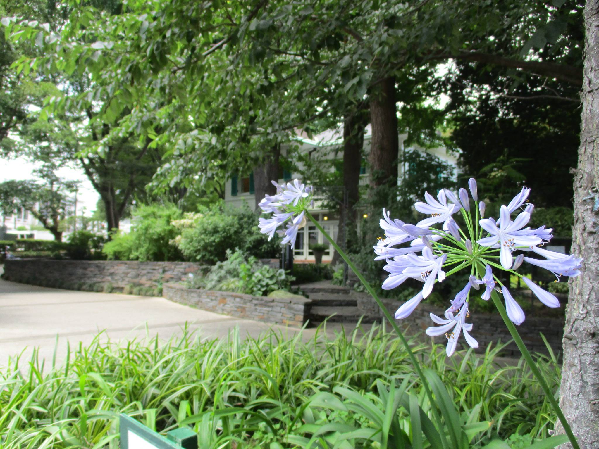 0618エリスマン邸元町公園アガパンサス.JPG