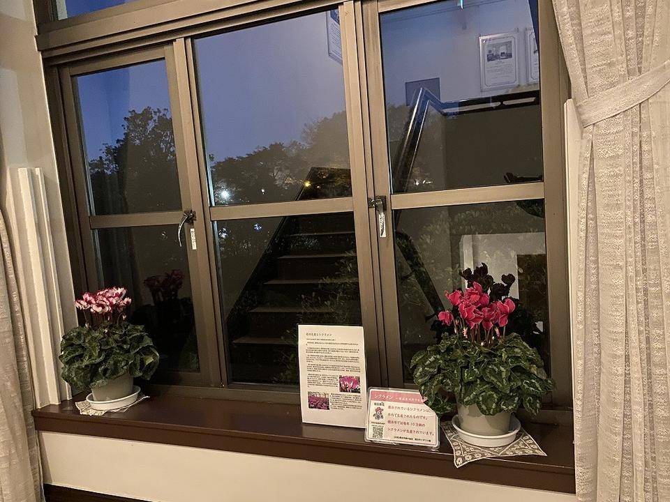 横浜農場シクラメン イギリス館 (1).jpg