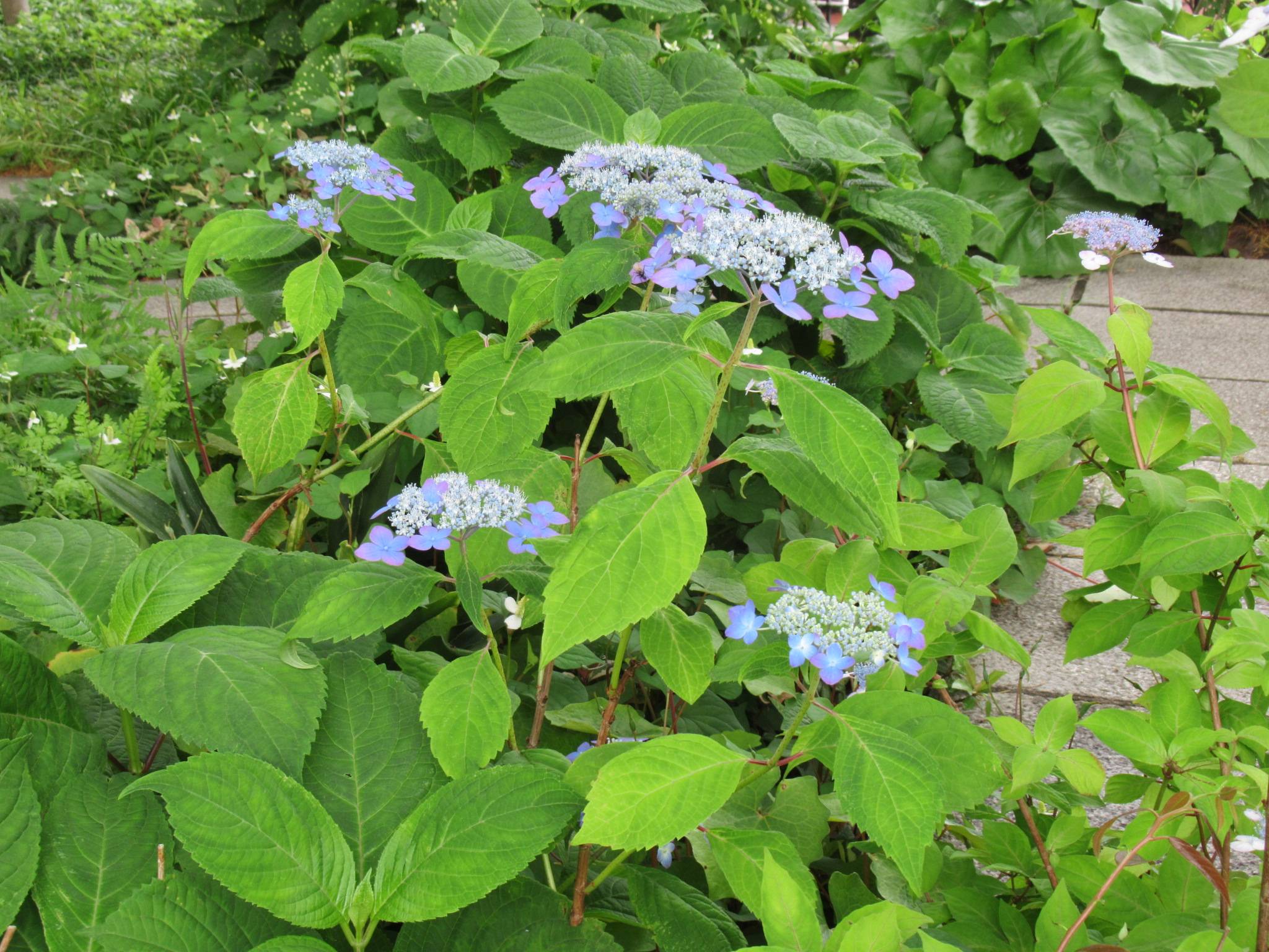 0522【ベーリック】 アジサイ (2).JPG