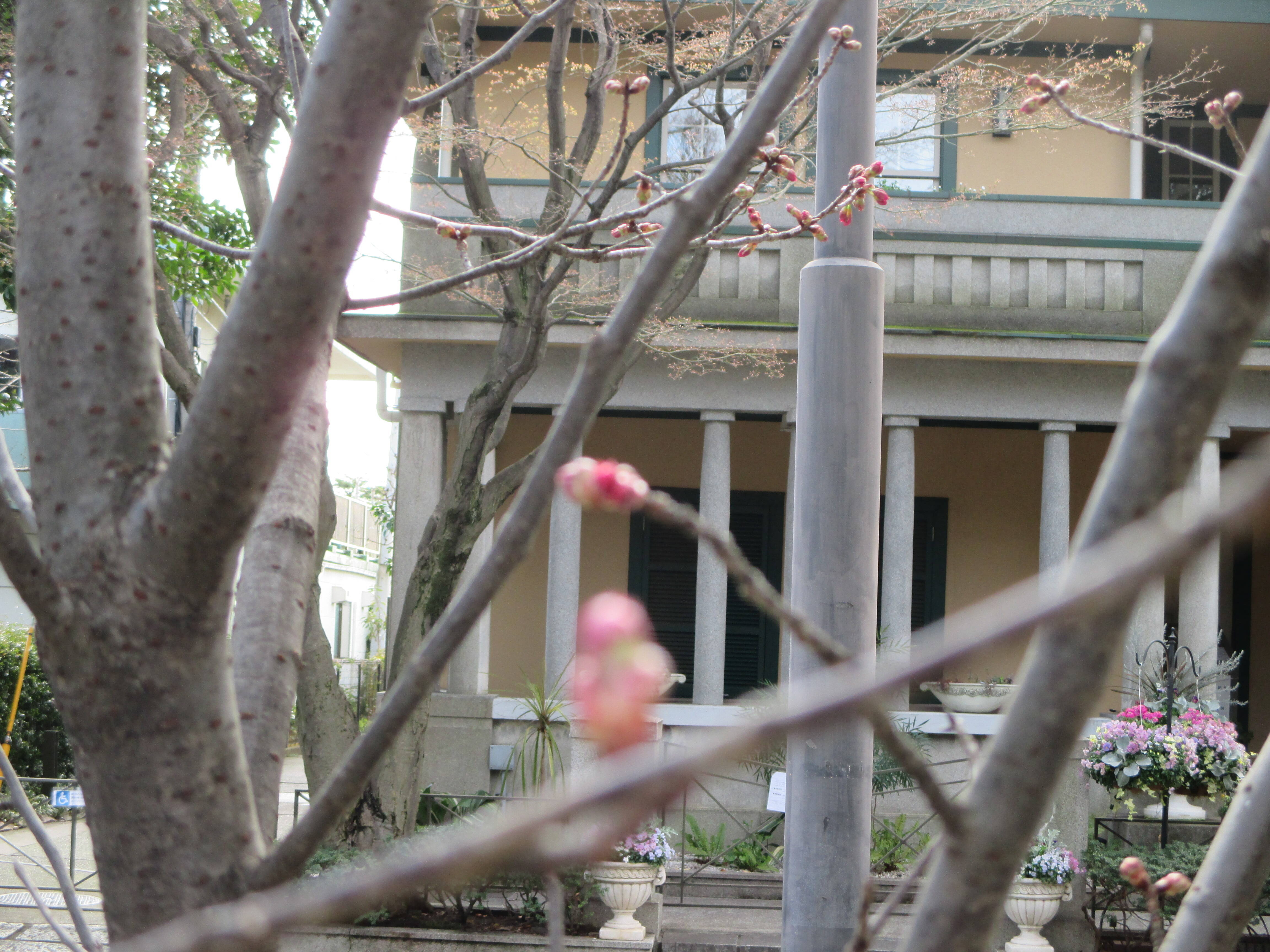 0315桜情報 (1).JPG