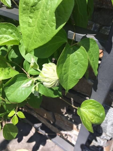 0416前庭のお花 (3).JPG