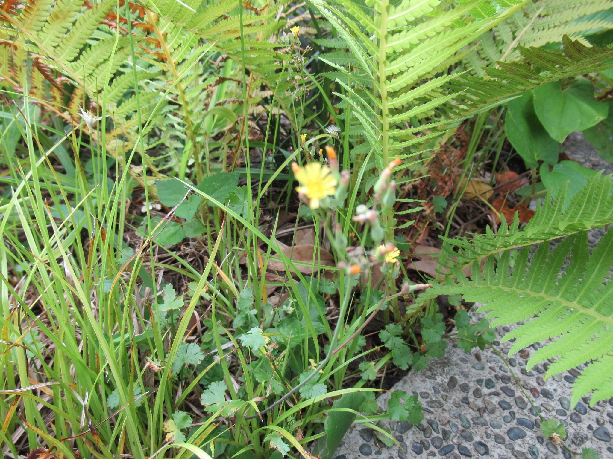 0726 オニタビラコ.JPG