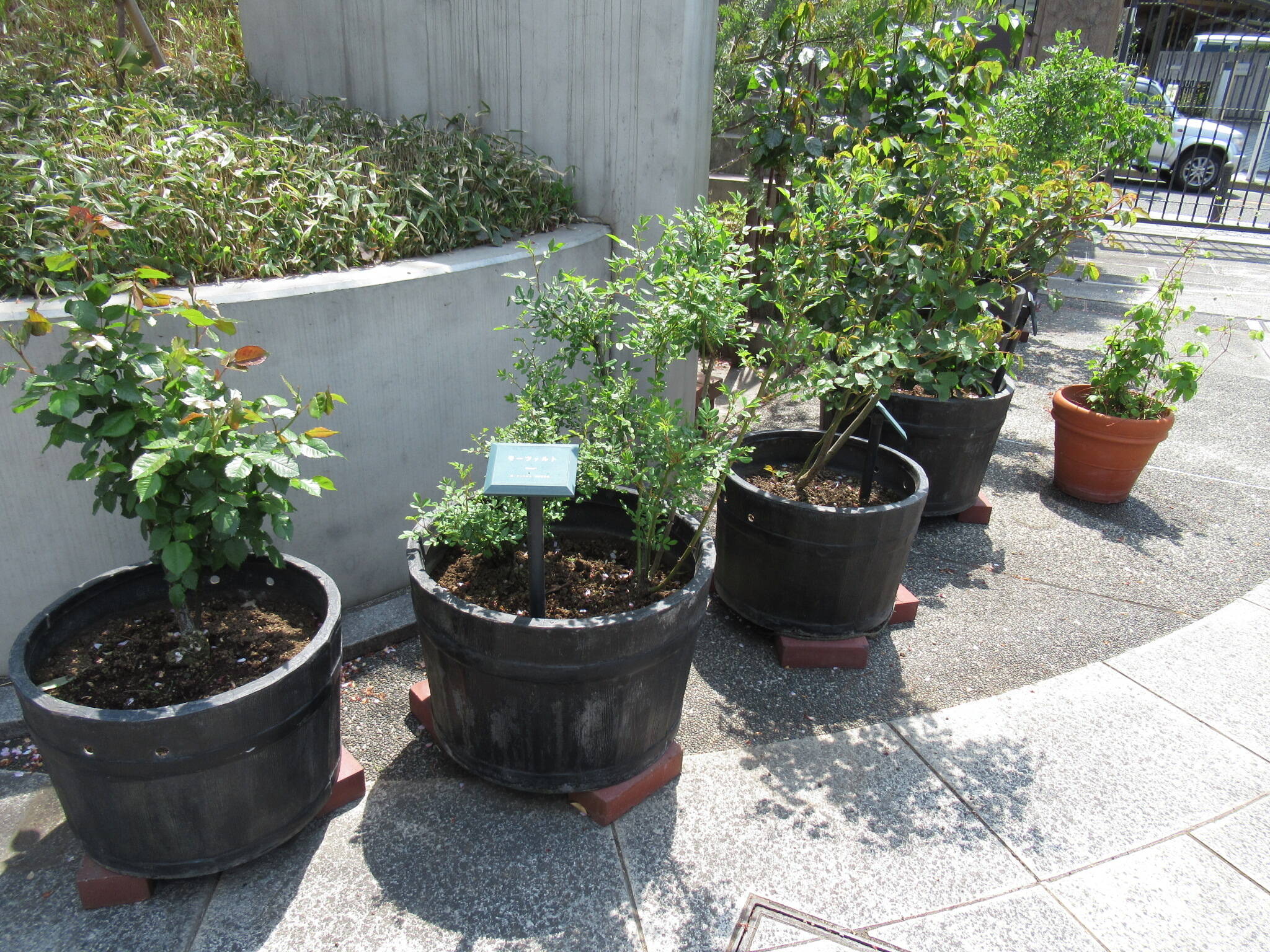 0410庭園の花 (バラ樽).JPG