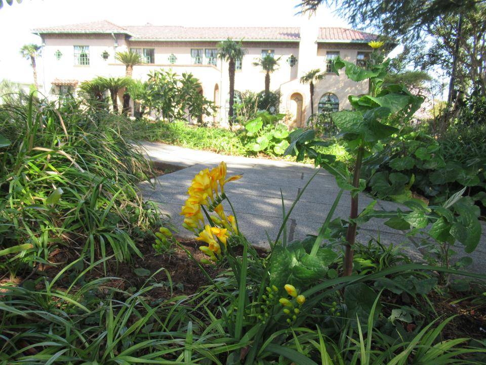 0408 フリージア.JPG