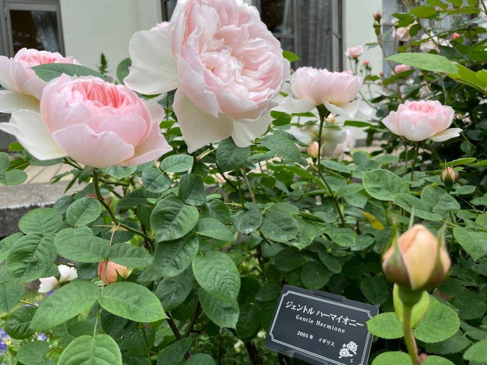 ③0514イギリス館ジェントルハーマイオニー.jpg