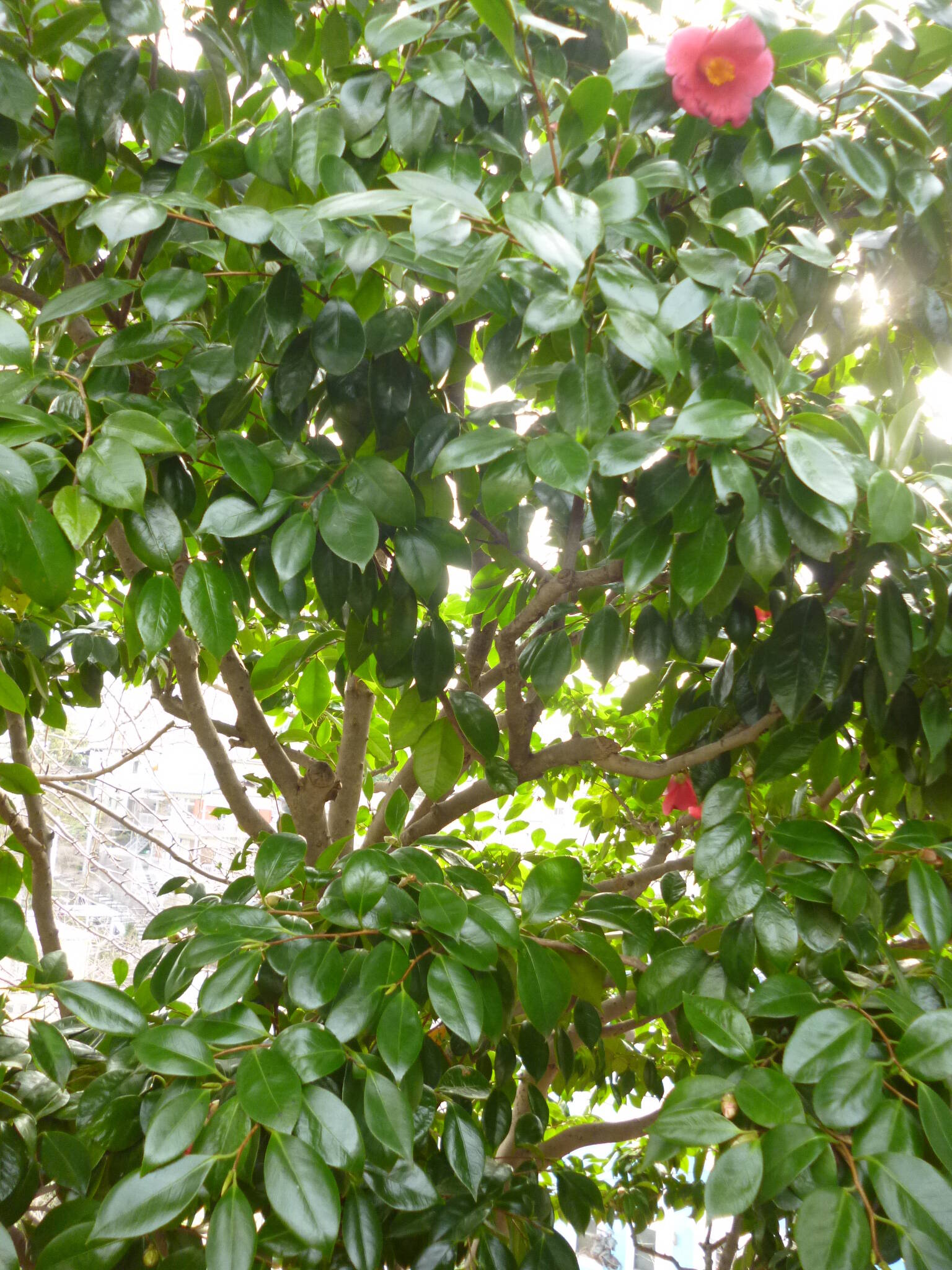 0117ツバキ.JPG