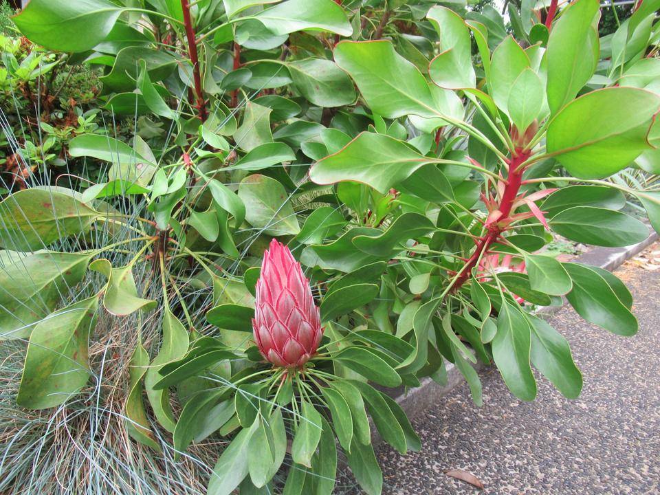 0515 キングプロテア (2).JPG