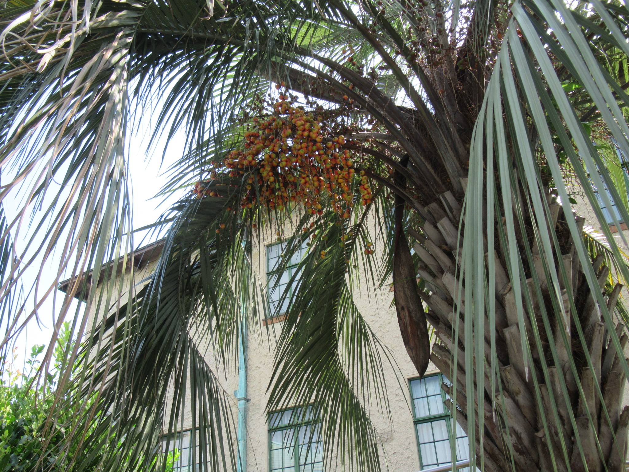 0828 ナツメヤシの実 (2).JPG