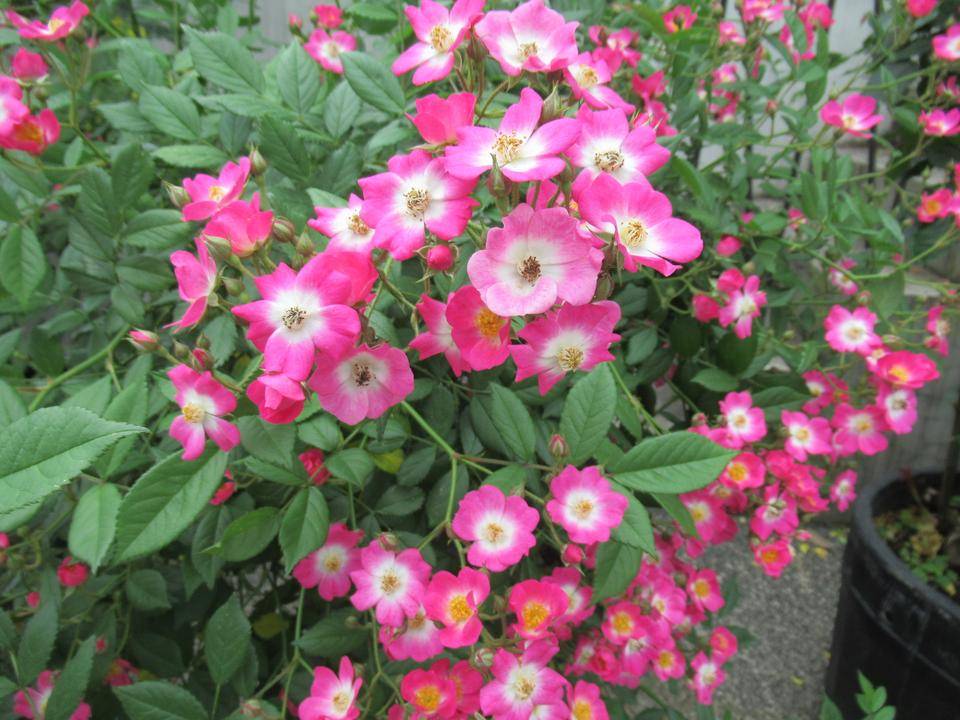 0515 モーツァルト (2).JPG