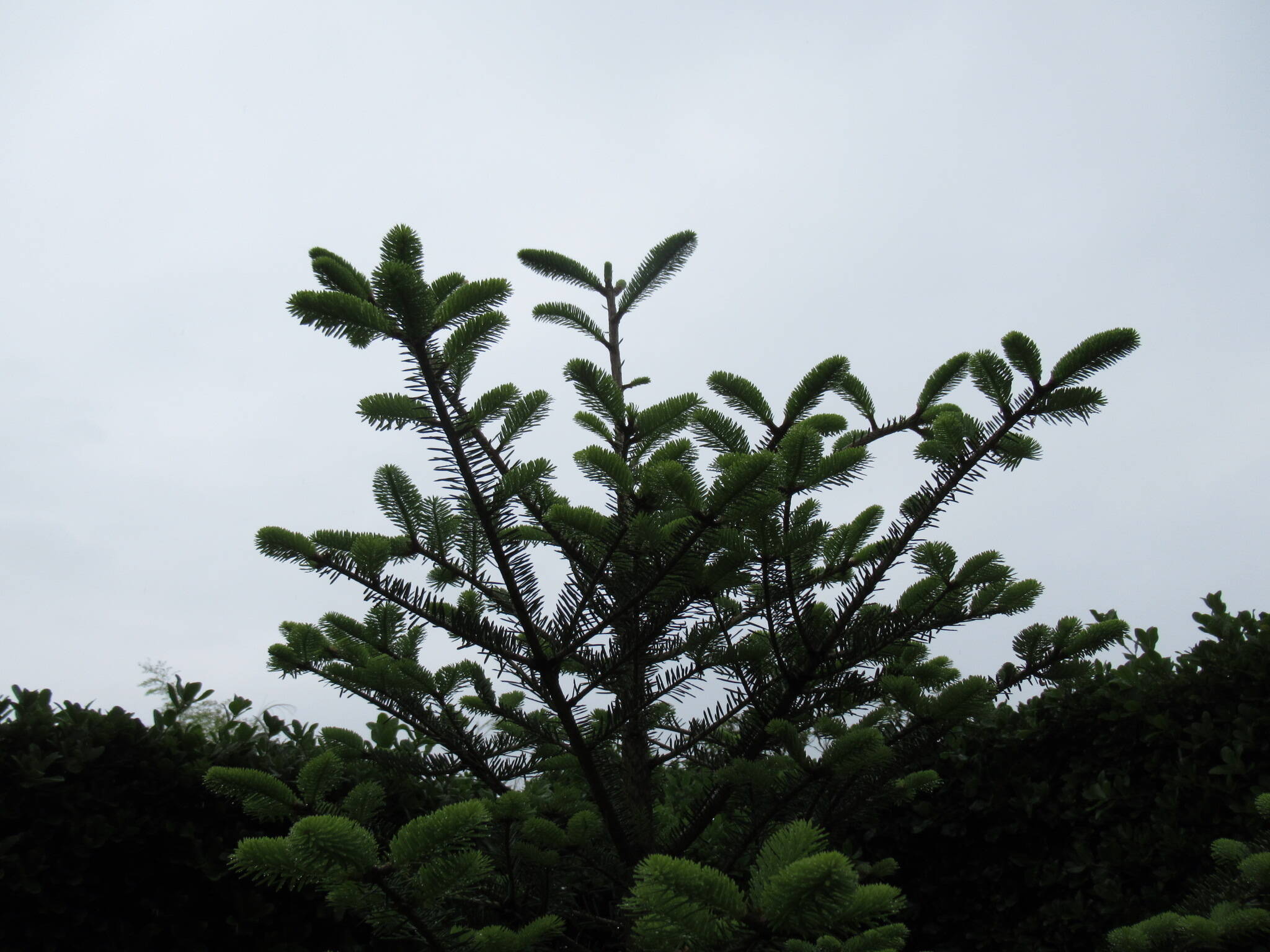 0518モミノミ (1).JPG