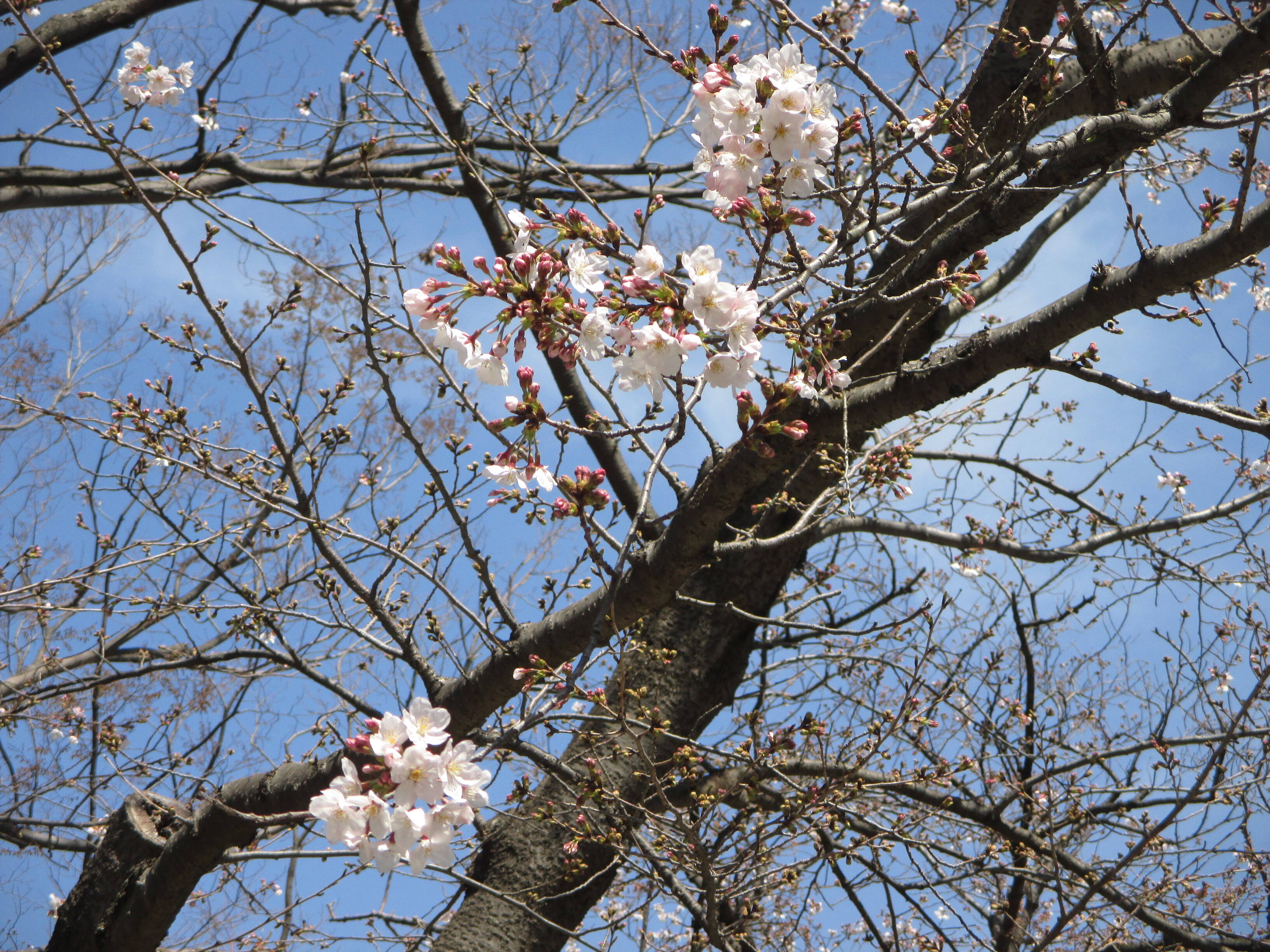 0321山手234番館前の桜 (3).JPG