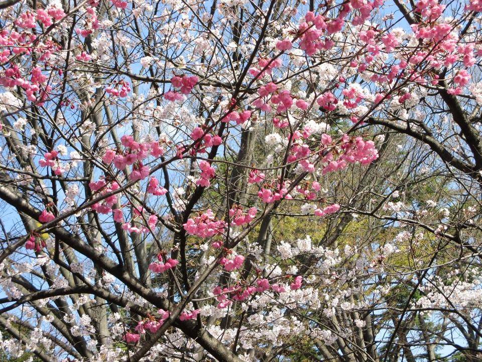 ③234番館　ソメイヨシノと横浜緋桜のコラボ.JPG