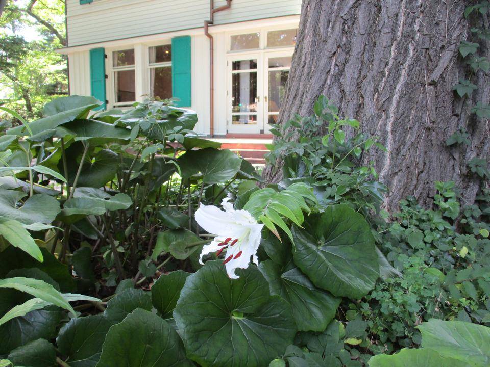 ②0701エリス　ユリ (2).JPG