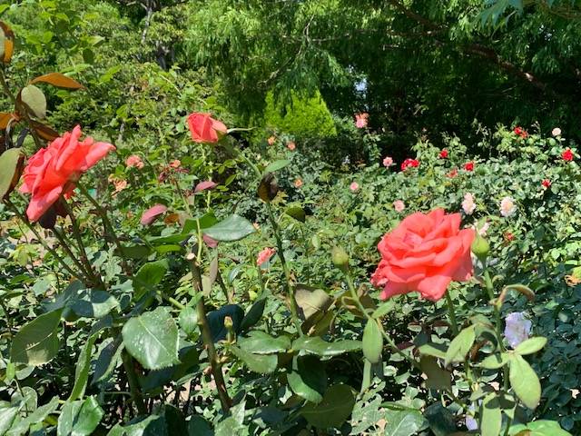 0703 ②ハーモニー.jpg