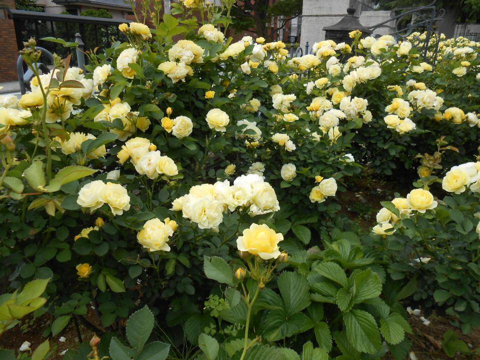 山手111番館 ゴールデンボーダー.JPG