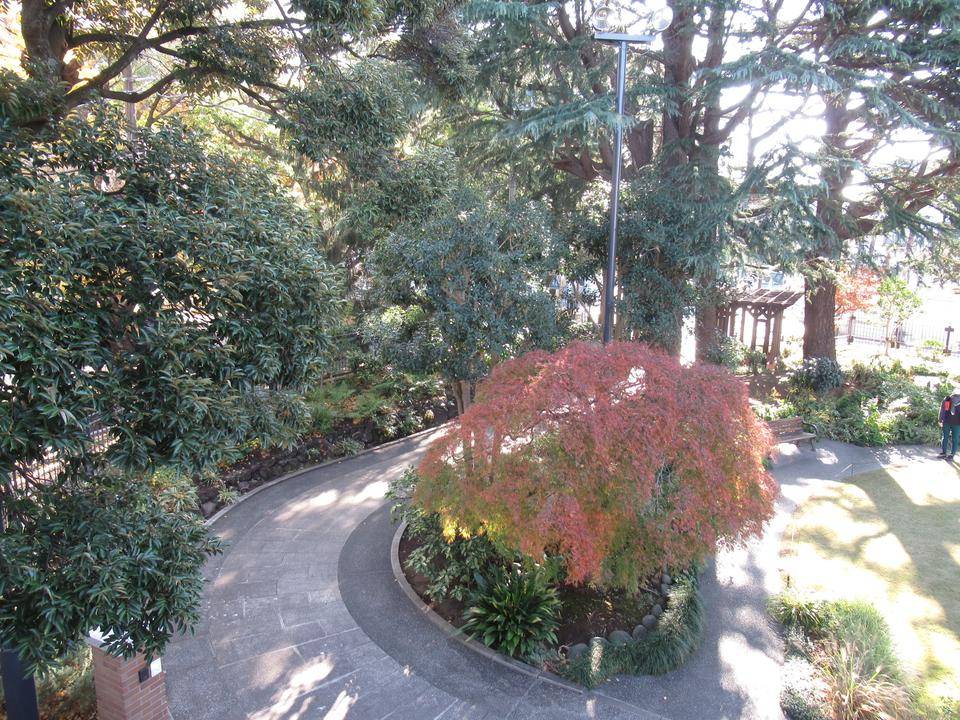 1207紅葉 (アオモミジ）.JPG