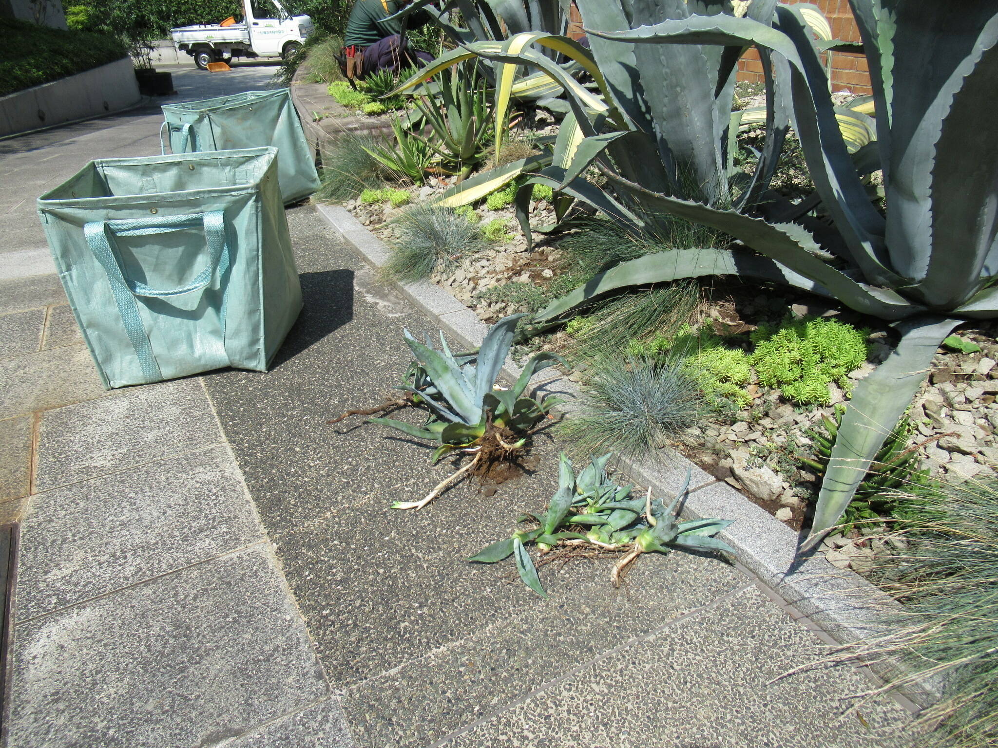 0817リュウゼツランのお手入れ (3).JPG