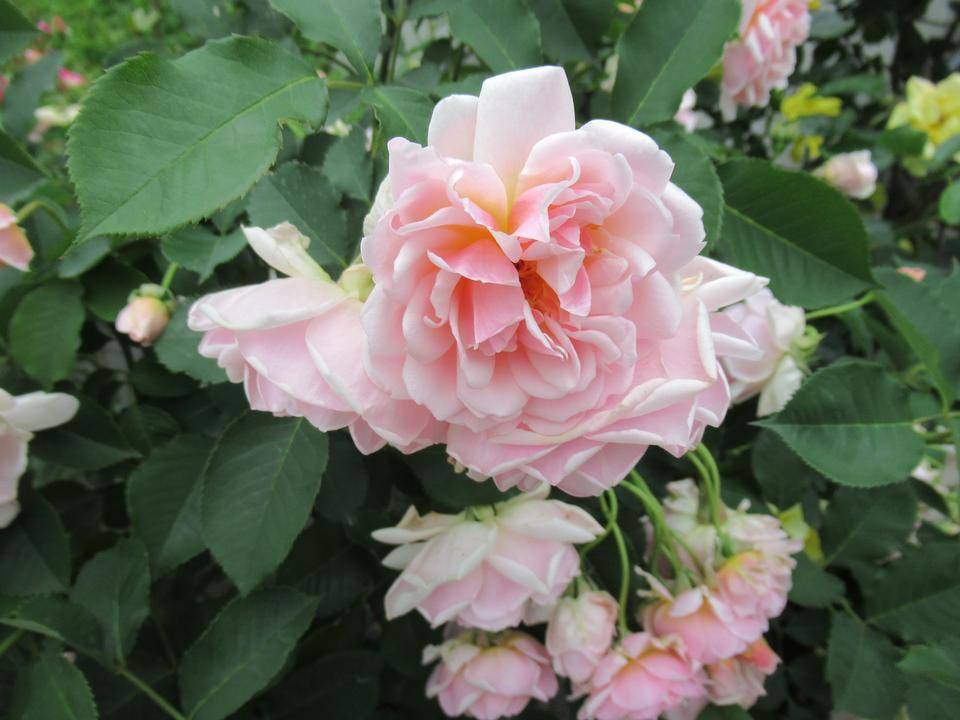 0515 フェリシア (2).JPG