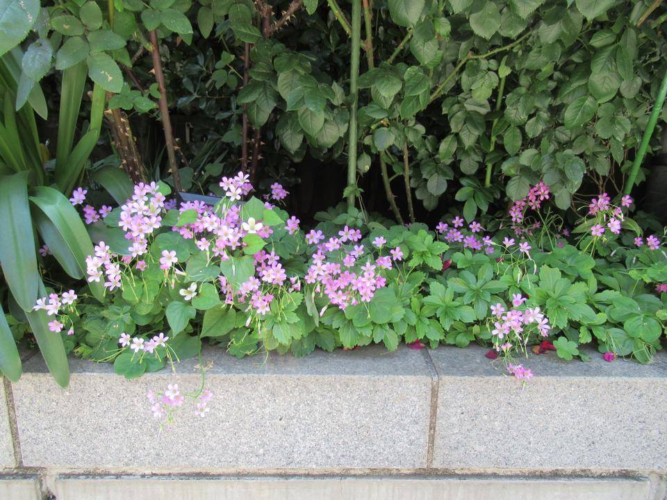 0525【ベーリック】 ムラサキカタバミ.JPG