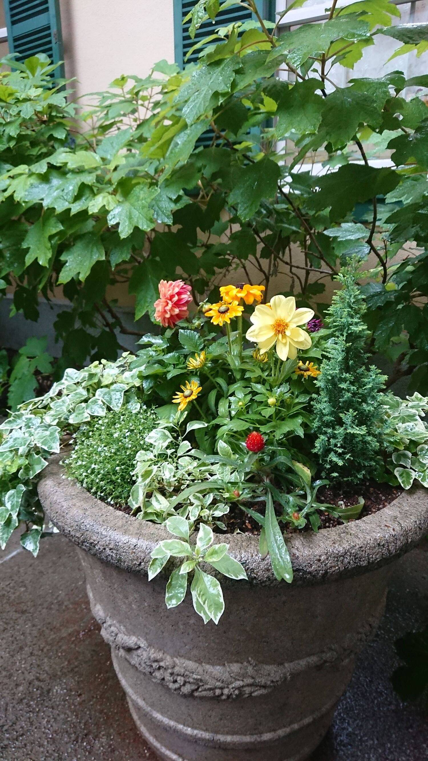 0613雨のプランター(縮小).JPG