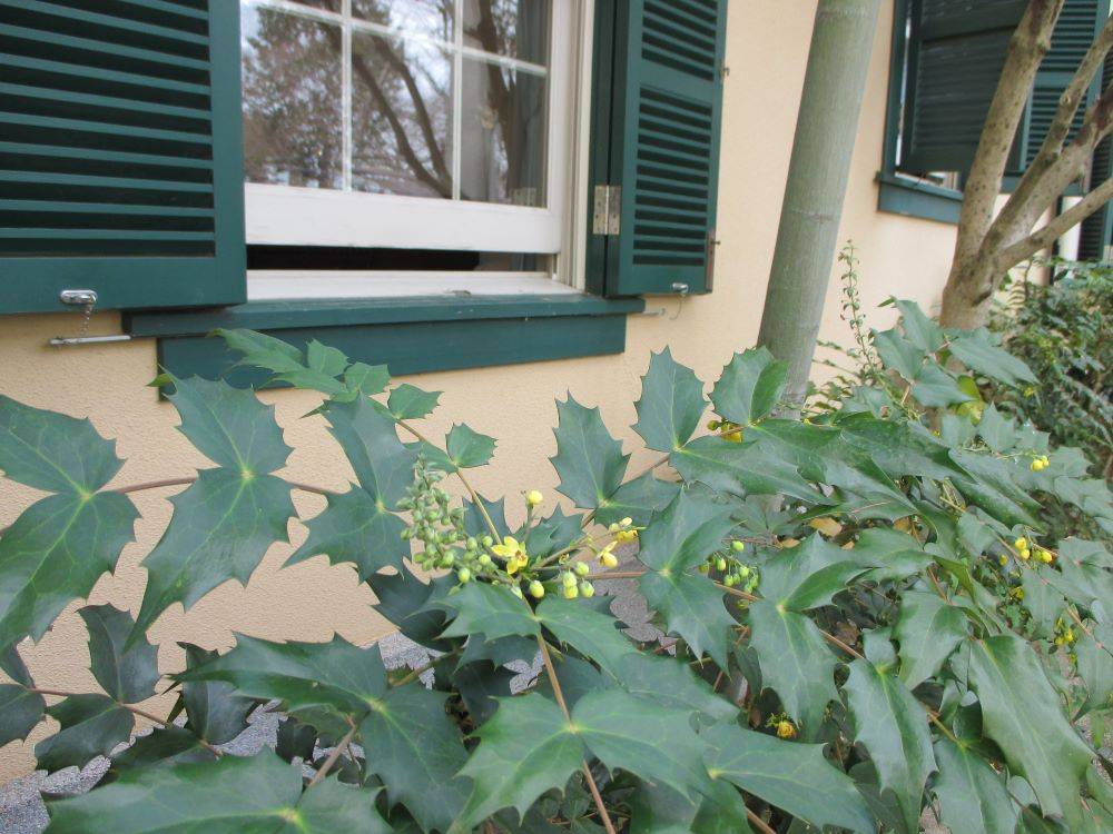 ヒイラギナンテン 1.JPG