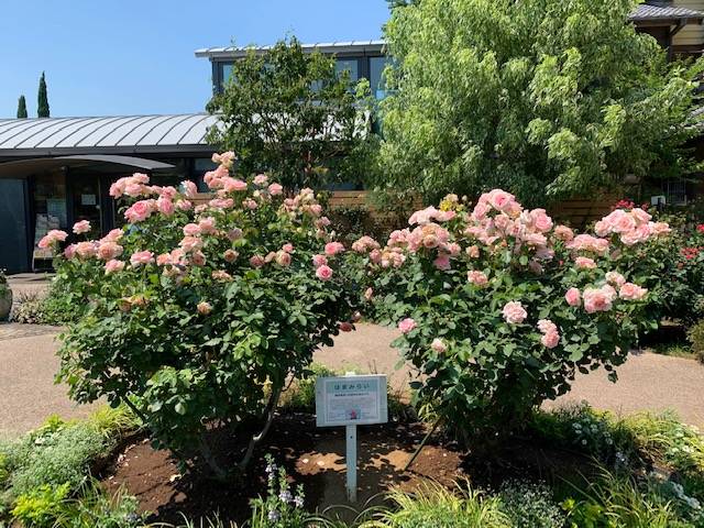 0703 ①はまみらい 外交官の家前庭.jpg