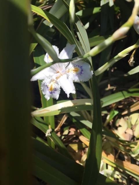 0416前庭のお花 (6).JPG