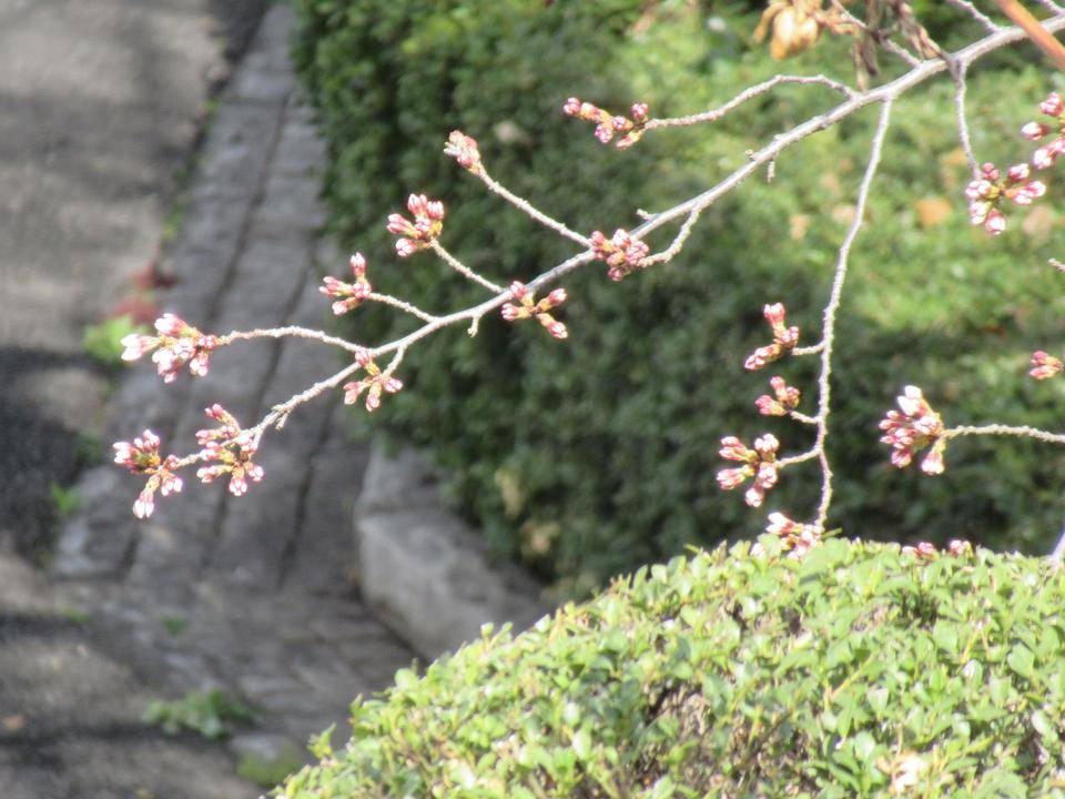 0320 サンポーチから.JPG