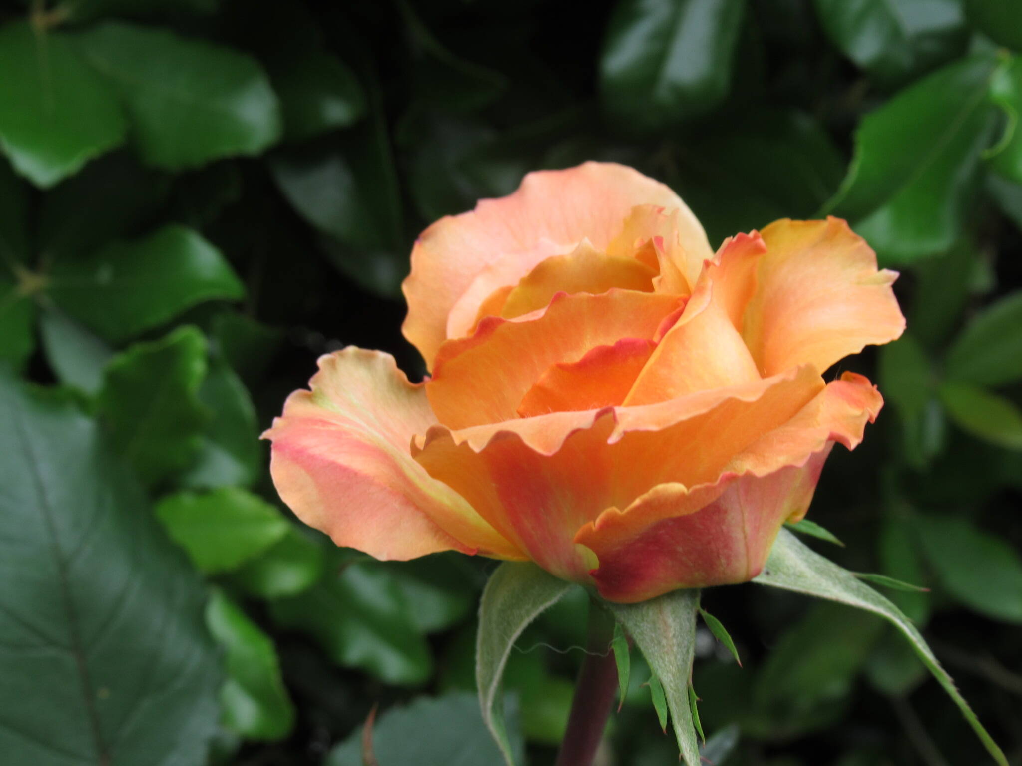 0506 マドモワゼルマイコ.JPG