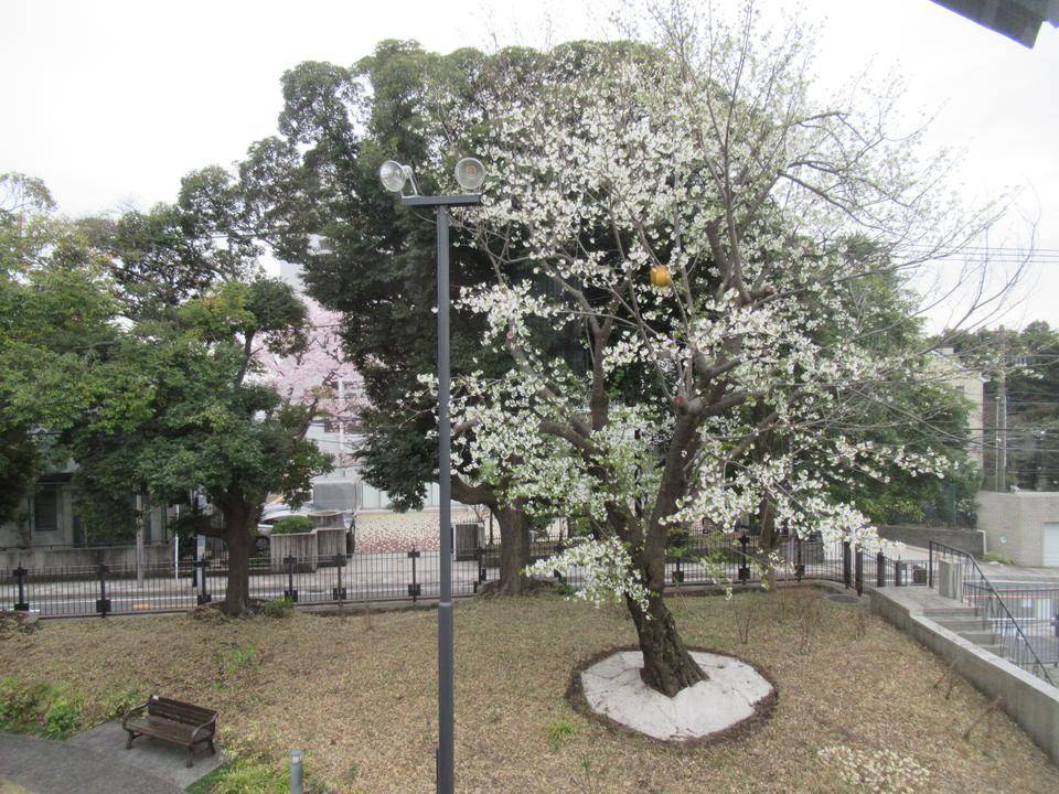 0329 オオシマザクラ.JPG