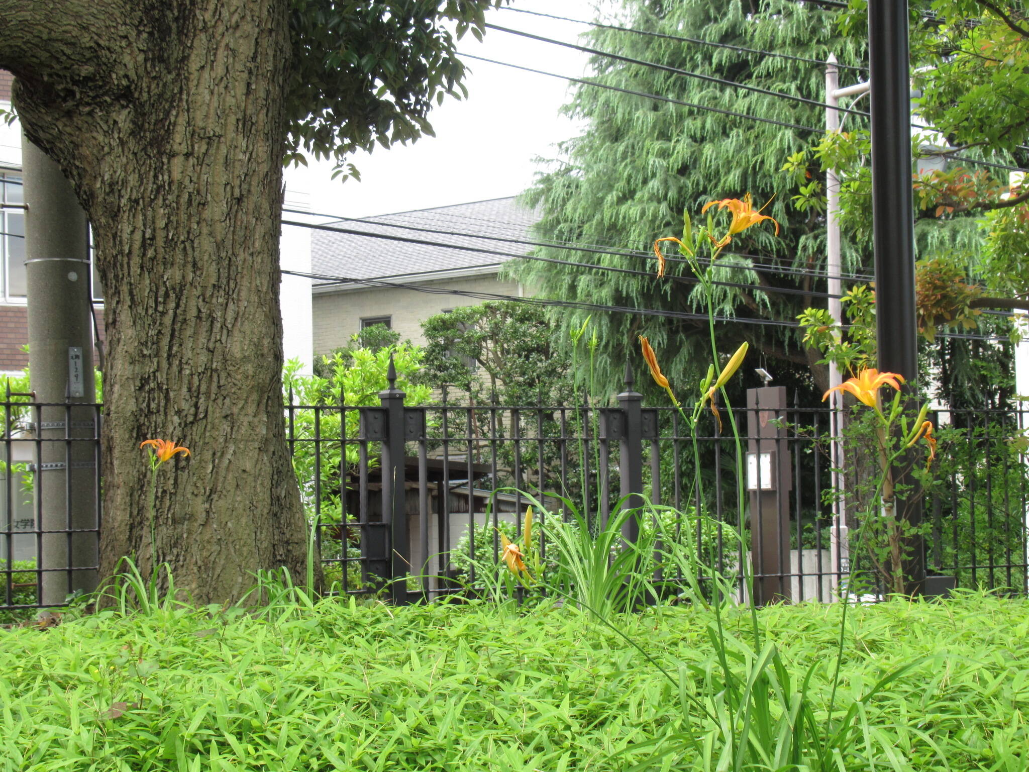 0623 ノカンゾウ.JPG