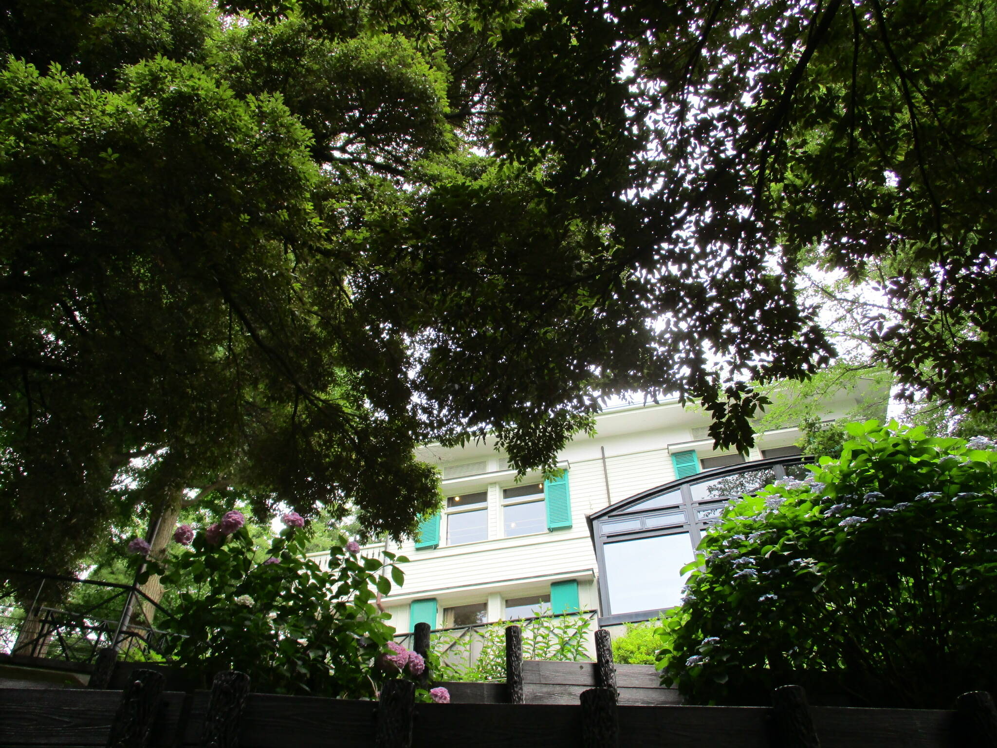 0621元町公園あじさい (3).JPG