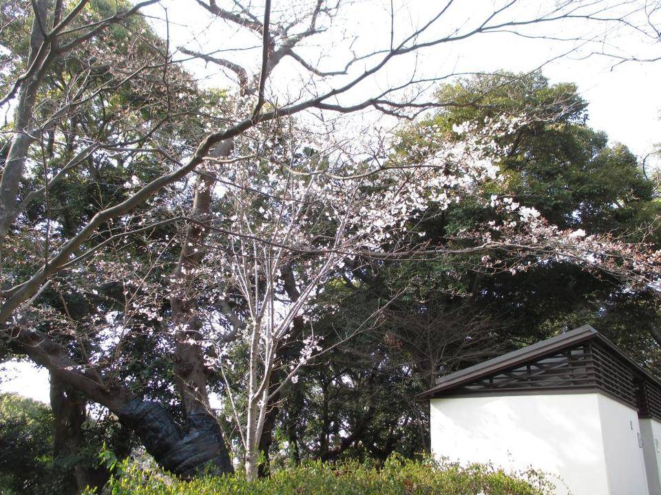 ③234番館3月25日元町公園.JPG