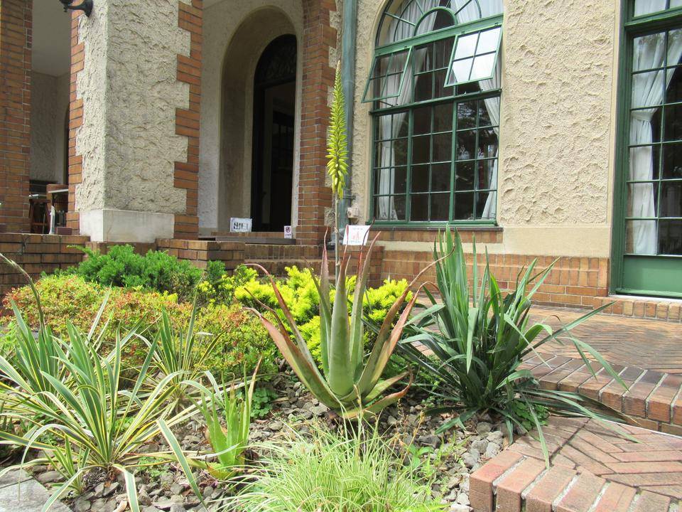 0516【ベーリック】 アロエ.JPG